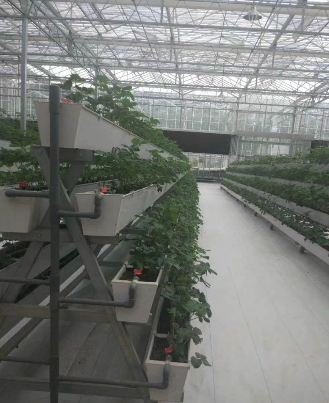 温室.jpg